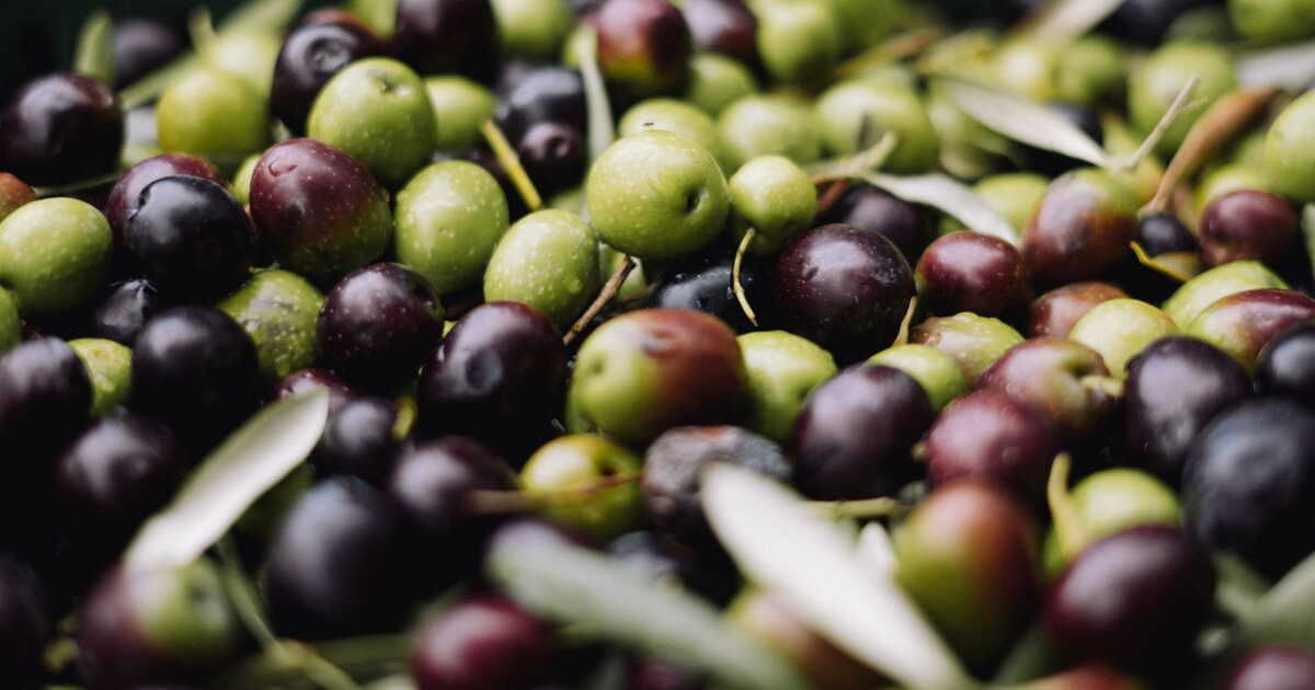 Explorez le choix des olives : variétés, saveurs et conseils