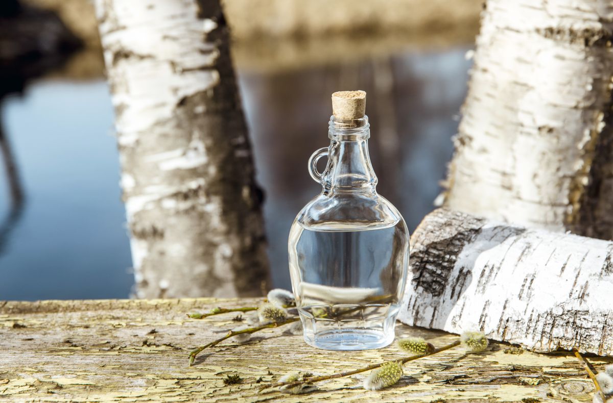 Les secrets de la sève de bouleau : entre bienfaits et précautions