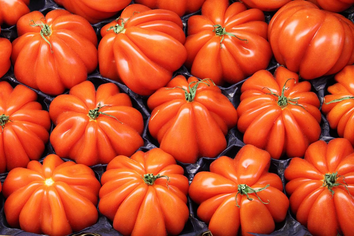 À la découverte des vraies tomates cœur de bœuf et leurs imitations