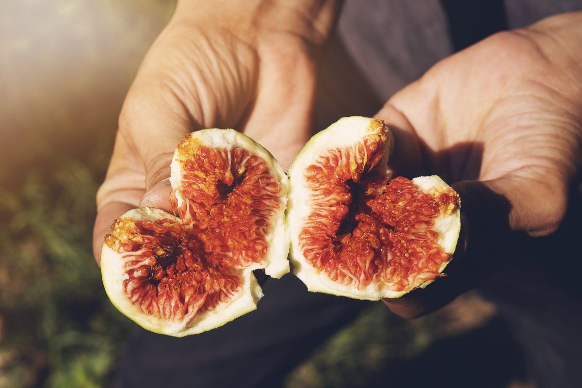 la vérité sur la guêpe et la figue : mythe ou réalité ?