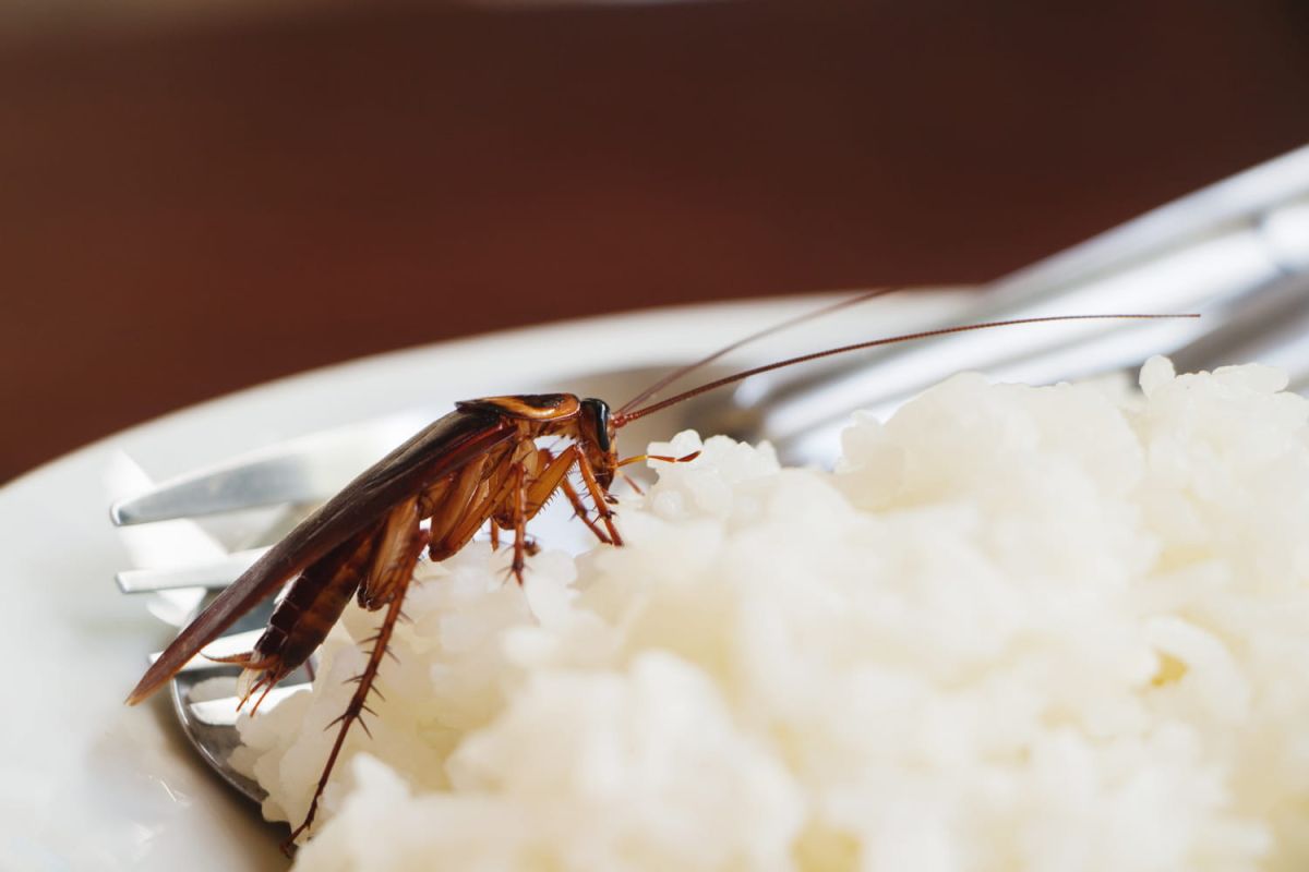 Que se passe-t-il quand un insecte se glisse dans votre assiette ?