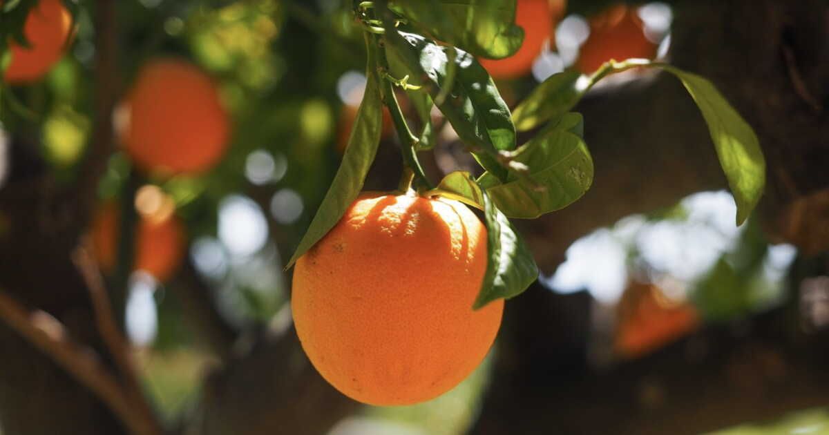 L'orange, un fruit aux multiples facettes