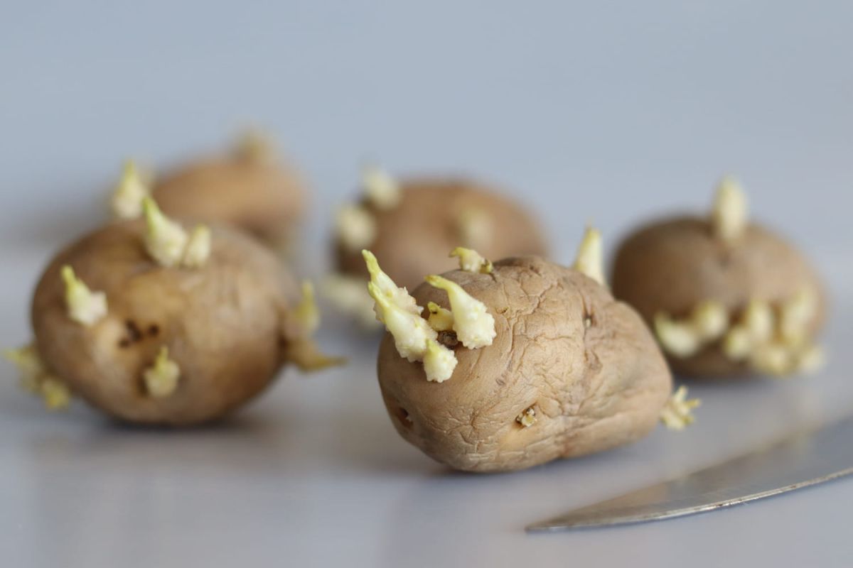 Pommes de terre germées : peut-on encore les manger ?
