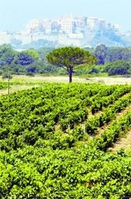 Les vins corses prennent d'assaut le marché continental