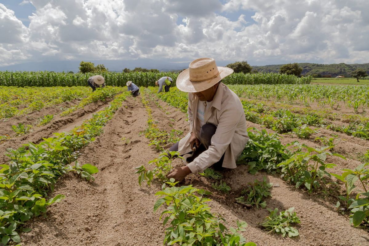L'avenir de notre alimentation : vers de nouvelles plantes adaptées au climat