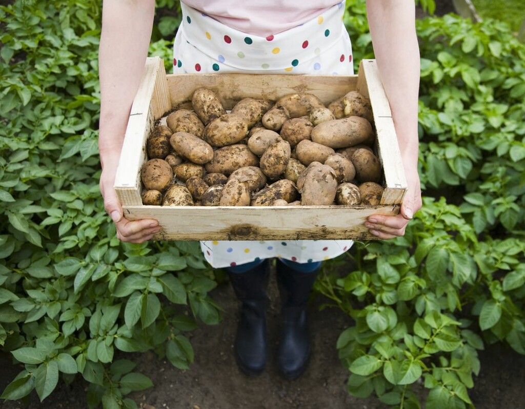La pomme de terre sous toutes ses formes : 22 recettes à essayer