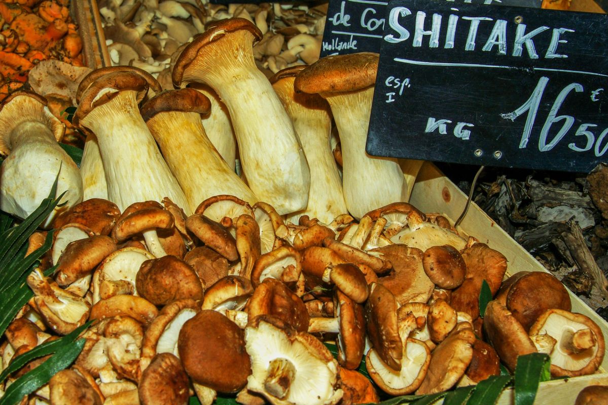Attention au shiitaké cru : des réactions cutanées à surveiller