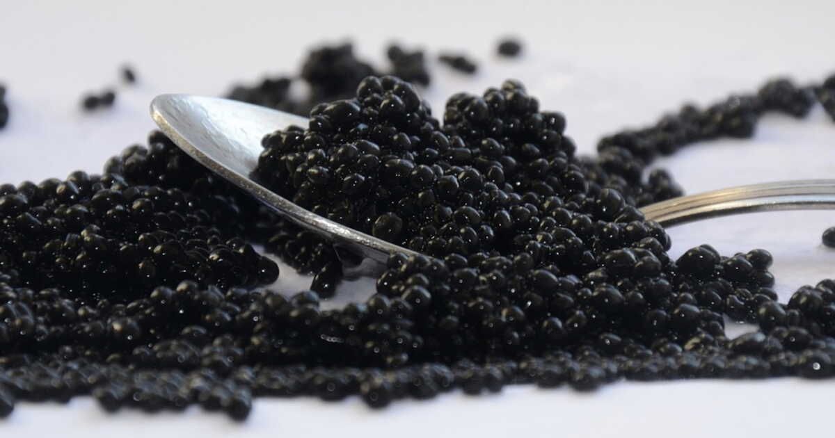 Le caviar d'Aquitaine : trésor précieux du Sud-Ouest