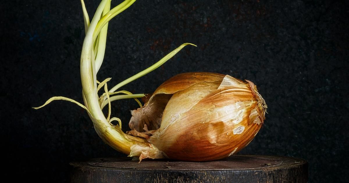 Manger un oignon germé : bon ou mauvais pour la santé ?